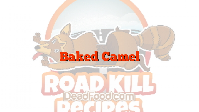 Baked Camel